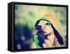 A Cute Chihuahua in a Hoodie-graphicphoto-Framed Stretched Canvas