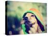 A Cute Chihuahua in a Hoodie-graphicphoto-Stretched Canvas