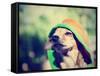 A Cute Chihuahua in a Hoodie-graphicphoto-Framed Stretched Canvas