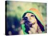 A Cute Chihuahua in a Hoodie-graphicphoto-Stretched Canvas