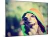 A Cute Chihuahua in a Hoodie-graphicphoto-Mounted Photographic Print