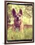 A Cute Chihuahua in the Grass-graphicphoto-Framed Photographic Print