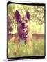 A Cute Chihuahua in the Grass-graphicphoto-Mounted Photographic Print