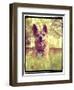 A Cute Chihuahua in the Grass-graphicphoto-Framed Photographic Print