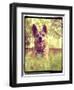 A Cute Chihuahua in the Grass-graphicphoto-Framed Photographic Print