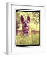 A Cute Chihuahua in the Grass-graphicphoto-Framed Photographic Print