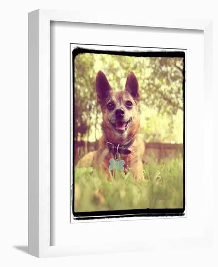 A Cute Chihuahua in the Grass-graphicphoto-Framed Photographic Print