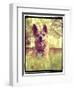 A Cute Chihuahua in the Grass-graphicphoto-Framed Photographic Print