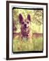 A Cute Chihuahua in the Grass-graphicphoto-Framed Photographic Print