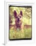 A Cute Chihuahua in the Grass-graphicphoto-Framed Photographic Print