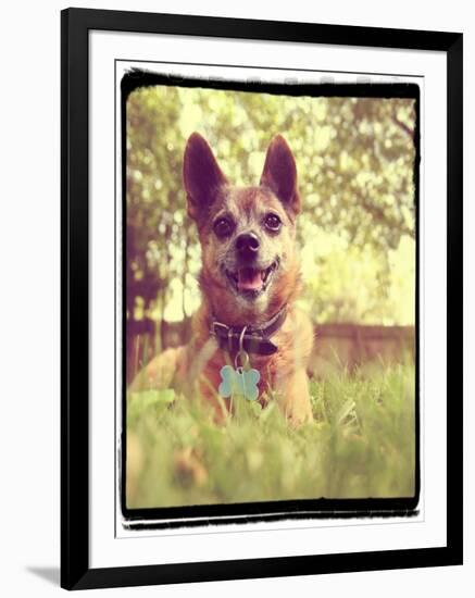 A Cute Chihuahua in the Grass-graphicphoto-Framed Photographic Print