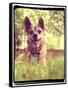 A Cute Chihuahua in the Grass-graphicphoto-Framed Stretched Canvas