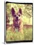 A Cute Chihuahua in the Grass-graphicphoto-Stretched Canvas