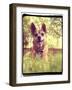 A Cute Chihuahua in the Grass-graphicphoto-Framed Photographic Print