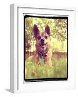 A Cute Chihuahua in the Grass-graphicphoto-Framed Photographic Print