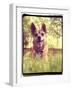 A Cute Chihuahua in the Grass-graphicphoto-Framed Photographic Print