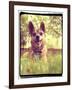 A Cute Chihuahua in the Grass-graphicphoto-Framed Photographic Print