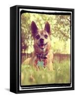 A Cute Chihuahua in the Grass-graphicphoto-Framed Stretched Canvas
