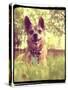 A Cute Chihuahua in the Grass-graphicphoto-Stretched Canvas