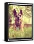 A Cute Chihuahua in the Grass-graphicphoto-Framed Stretched Canvas