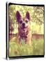 A Cute Chihuahua in the Grass-graphicphoto-Stretched Canvas