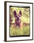 A Cute Chihuahua in the Grass-graphicphoto-Framed Photographic Print