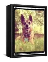 A Cute Chihuahua in the Grass-graphicphoto-Framed Stretched Canvas