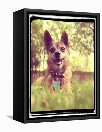 A Cute Chihuahua in the Grass-graphicphoto-Framed Stretched Canvas