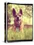 A Cute Chihuahua in the Grass-graphicphoto-Stretched Canvas