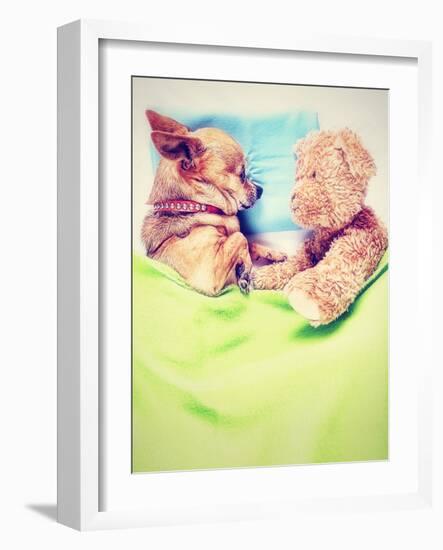 A Cute Chihuahua Sleeping Next to a Teddy Bear-graphicphoto-Framed Photographic Print