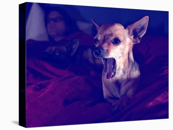 A Cute Chihuahua Watching Tv with a Girl and Another Dog-graphicphoto-Stretched Canvas