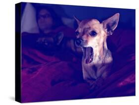 A Cute Chihuahua Watching Tv with a Girl and Another Dog-graphicphoto-Stretched Canvas