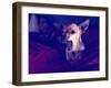 A Cute Chihuahua Watching Tv with a Girl and Another Dog-graphicphoto-Framed Photographic Print