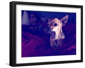 A Cute Chihuahua Watching Tv with a Girl and Another Dog-graphicphoto-Framed Photographic Print