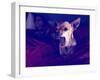 A Cute Chihuahua Watching Tv with a Girl and Another Dog-graphicphoto-Framed Photographic Print