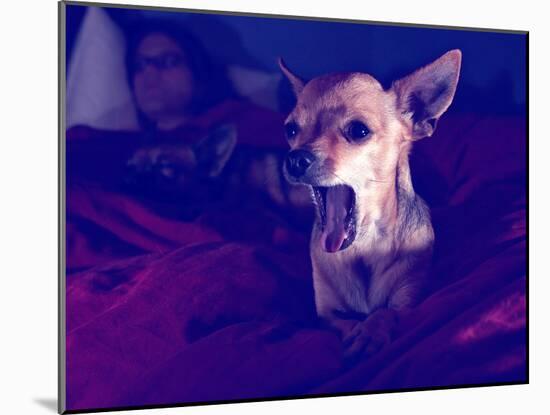 A Cute Chihuahua Watching Tv with a Girl and Another Dog-graphicphoto-Mounted Photographic Print