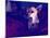 A Cute Chihuahua Watching Tv with a Girl and Another Dog-graphicphoto-Mounted Photographic Print