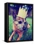 A Cute Chihuahua with a Crown Laying on Green Grass Toned a Retro Vintage Instagram Filter-graphicphoto-Framed Stretched Canvas