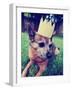 A Cute Chihuahua with a Crown Laying on Green Grass Toned a Retro Vintage Instagram Filter-graphicphoto-Framed Photographic Print