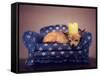 A Cute Chihuahua With A Crown On Napping On A Couch-graphicphoto-Framed Stretched Canvas