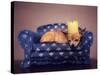 A Cute Chihuahua With A Crown On Napping On A Couch-graphicphoto-Stretched Canvas