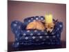 A Cute Chihuahua With A Crown On Napping On A Couch-graphicphoto-Mounted Photographic Print