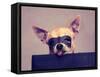 A Cute Chihuahua with a Mask-graphicphoto-Framed Stretched Canvas