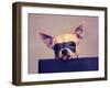 A Cute Chihuahua with a Mask-graphicphoto-Framed Photographic Print