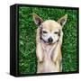 A Cute Chihuahua With His Paws On His Head Covering His Ears-graphicphoto-Framed Stretched Canvas