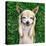 A Cute Chihuahua With His Paws On His Head Covering His Ears-graphicphoto-Stretched Canvas