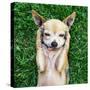 A Cute Chihuahua With His Paws On His Head Covering His Ears-graphicphoto-Stretched Canvas