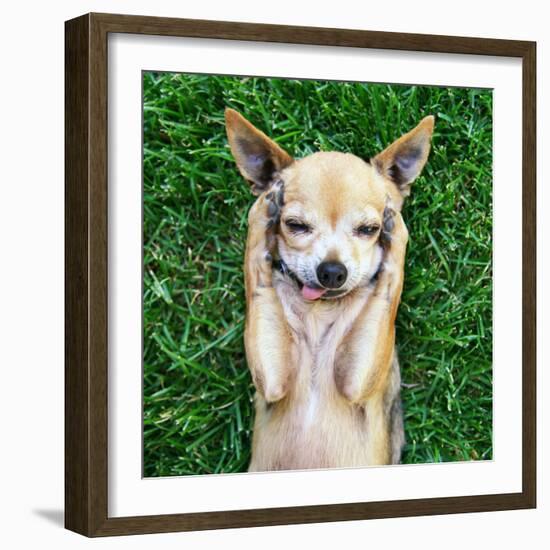 A Cute Chihuahua With His Paws On His Head Covering His Ears-graphicphoto-Framed Photographic Print