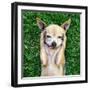 A Cute Chihuahua With His Paws On His Head Covering His Ears-graphicphoto-Framed Photographic Print