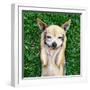 A Cute Chihuahua With His Paws On His Head Covering His Ears-graphicphoto-Framed Photographic Print